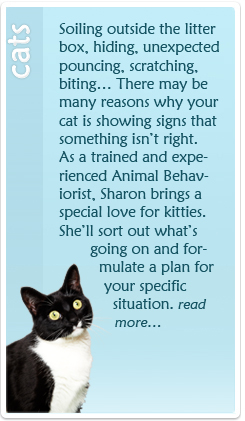 Cat_Training_Button